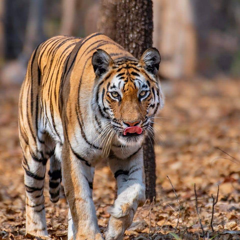 Panna Tiger